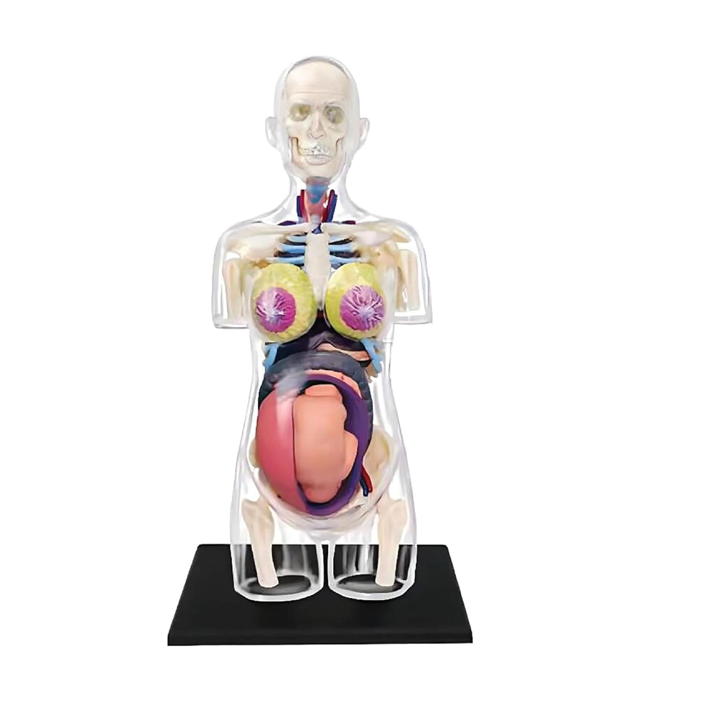 LABZIO 4D Master Transparent  Anatomy Learning Model Kit | Detailed Educational Figure for Medical Training, Classroom Teaching, Patient Education & Anatomical Study | Nursing Students