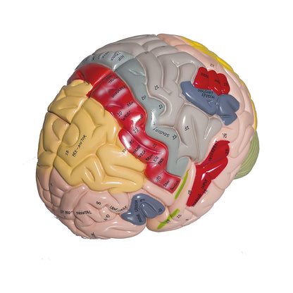 Labzio - Deluxe Human Brain Model - 4 Parts, Color-Coded,1.5 times enlarged