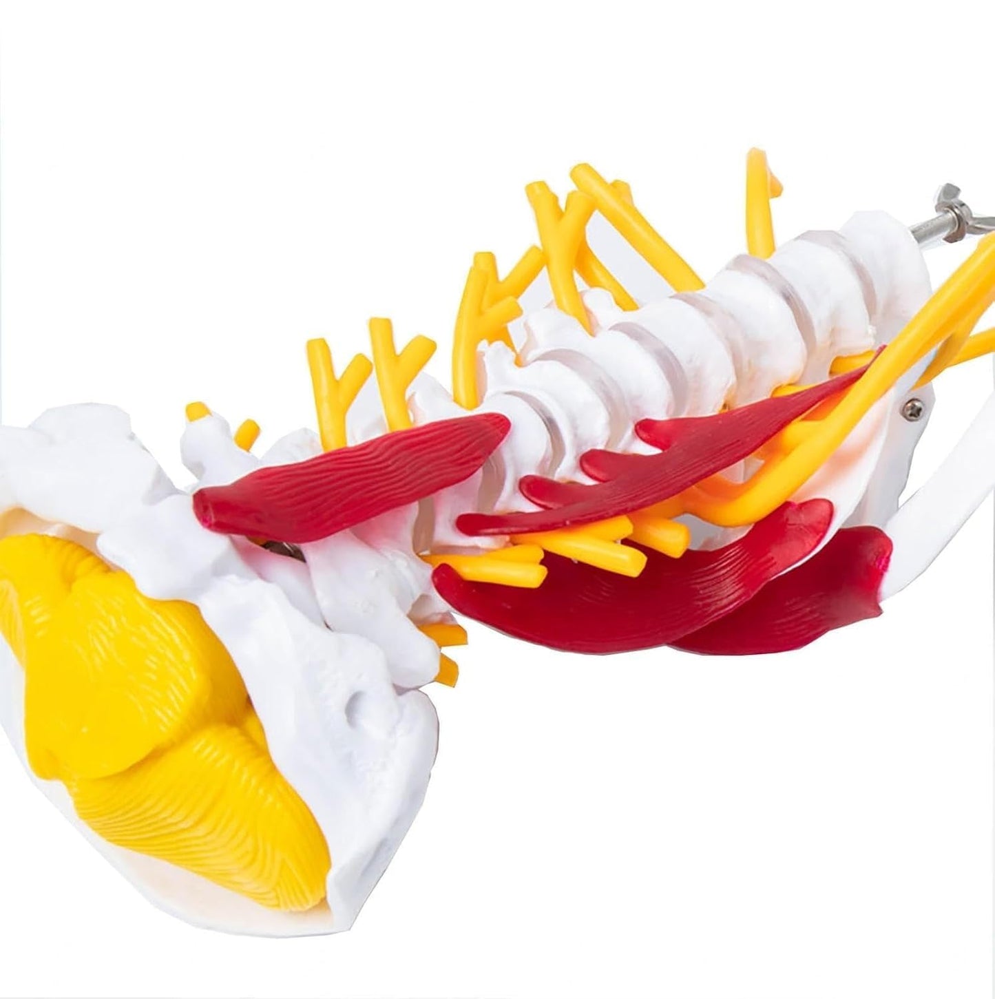 Cervical Spine with Occipital Bone, Nerves, and Muscles Anatomy Model
