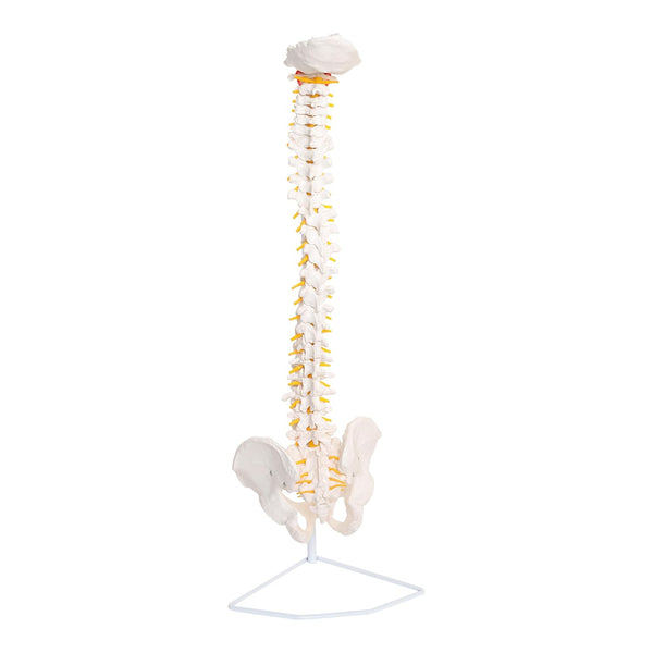 Labzio - Life Size Flexible Spinal Column, Showing Spinal Nerves and Occipital Plate, Medical Anatomical Model, Perfect for Orthopedics, Doctors, Therapists, Medical Students 85 cm