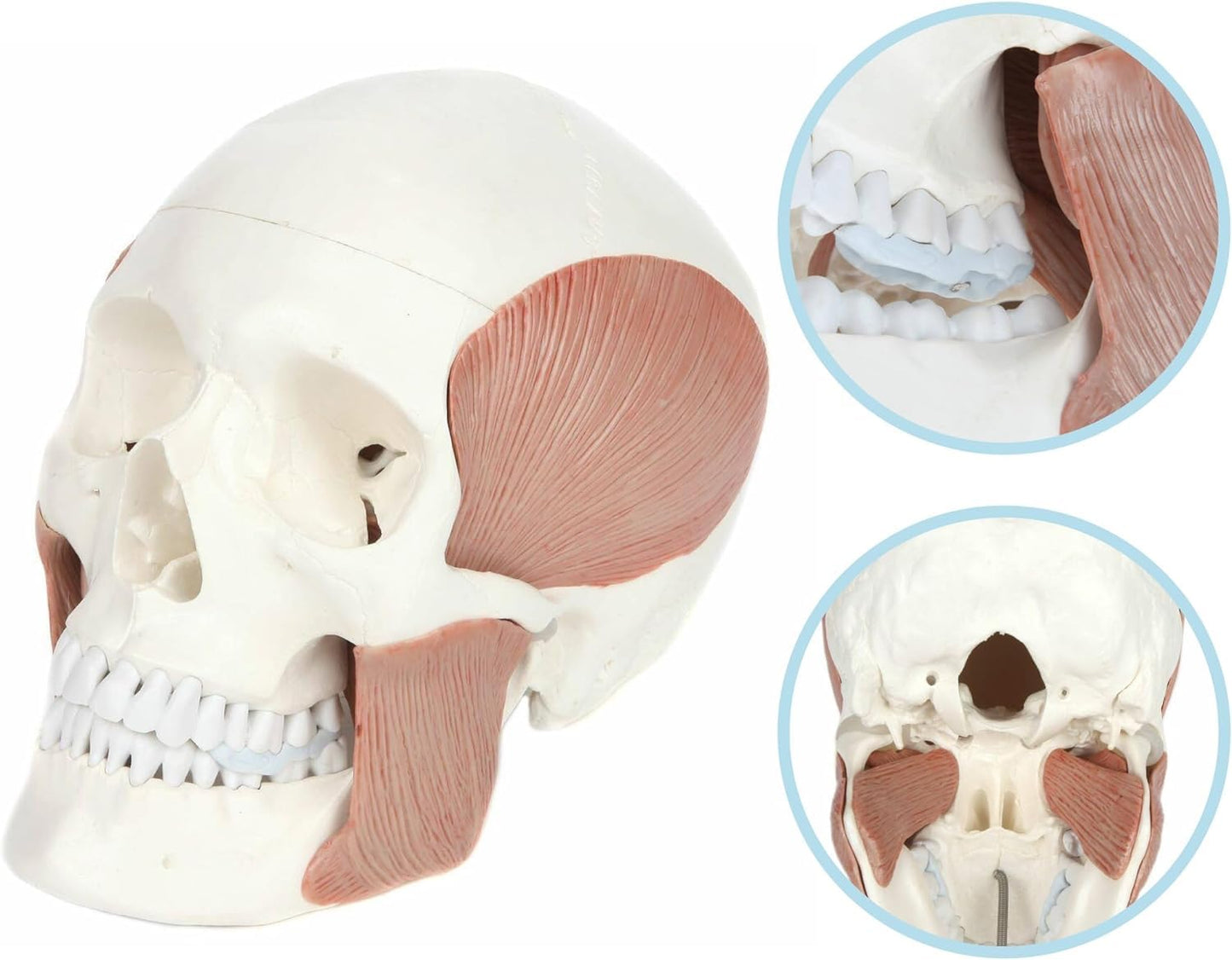 3-Part Human Skull Model with Masticatory Muscles, Life Size Anatomical Skull Cast from Real Human Bones Shows Range of Motion of Jaw, Made by LABZIO