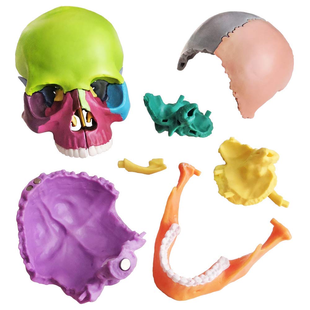 LABZIO-Anatomy Skull Model 15 Parts Human Anatomy Exploded Skull Detachable Palm-Sized Mini Human Color Medical Skull Model,Medical Dental Clinic Teaching Equipment,Learning with Color Study Manual