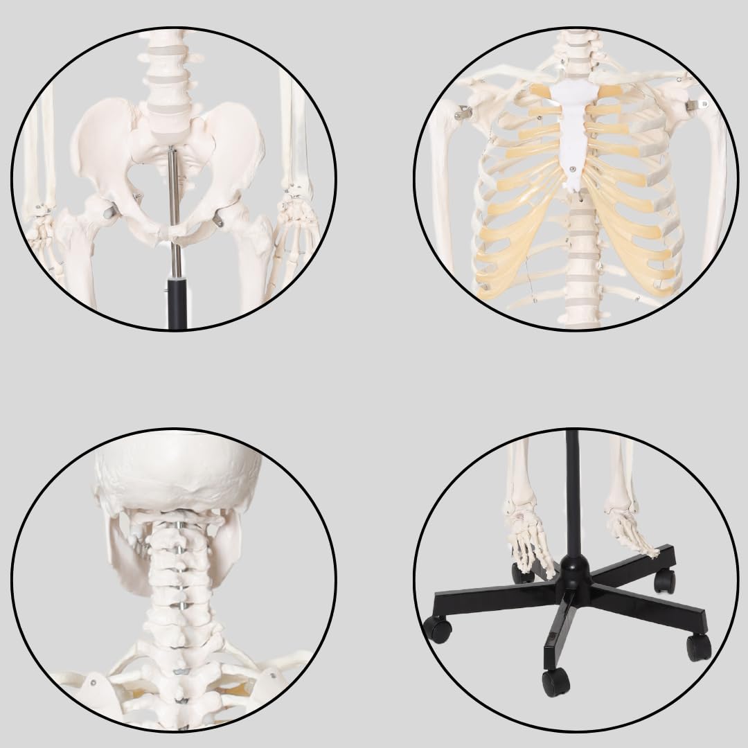 LABZIO Life-Size Human Skeleton Model (170 cm) | Anatomically Correct with Detailed Key Card | Durable PVC Construction for Medical Study, Teaching, Chiropractic & Physiotherapy Education