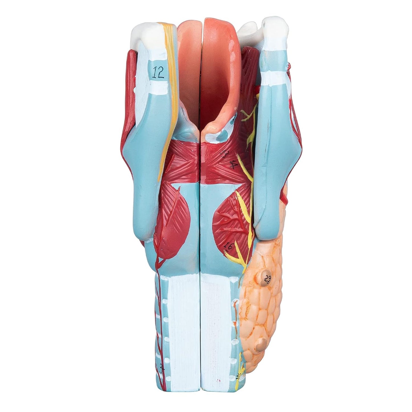 Labzio - Human Larynx Anatomical Model, 5 Parts 2X Life-Size Human Throat Anatomy Model for Medical Science Education Study or Teaching with Base