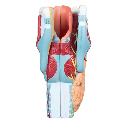 Labzio - Human Larynx Anatomical Model, 5 Parts 2X Life-Size Human Throat Anatomy Model for Medical Science Education Study or Teaching with Base