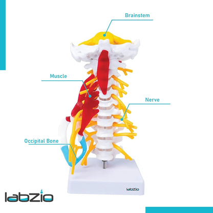 Cervical Spine with Occipital Bone, Nerves, and Muscles Anatomy Model