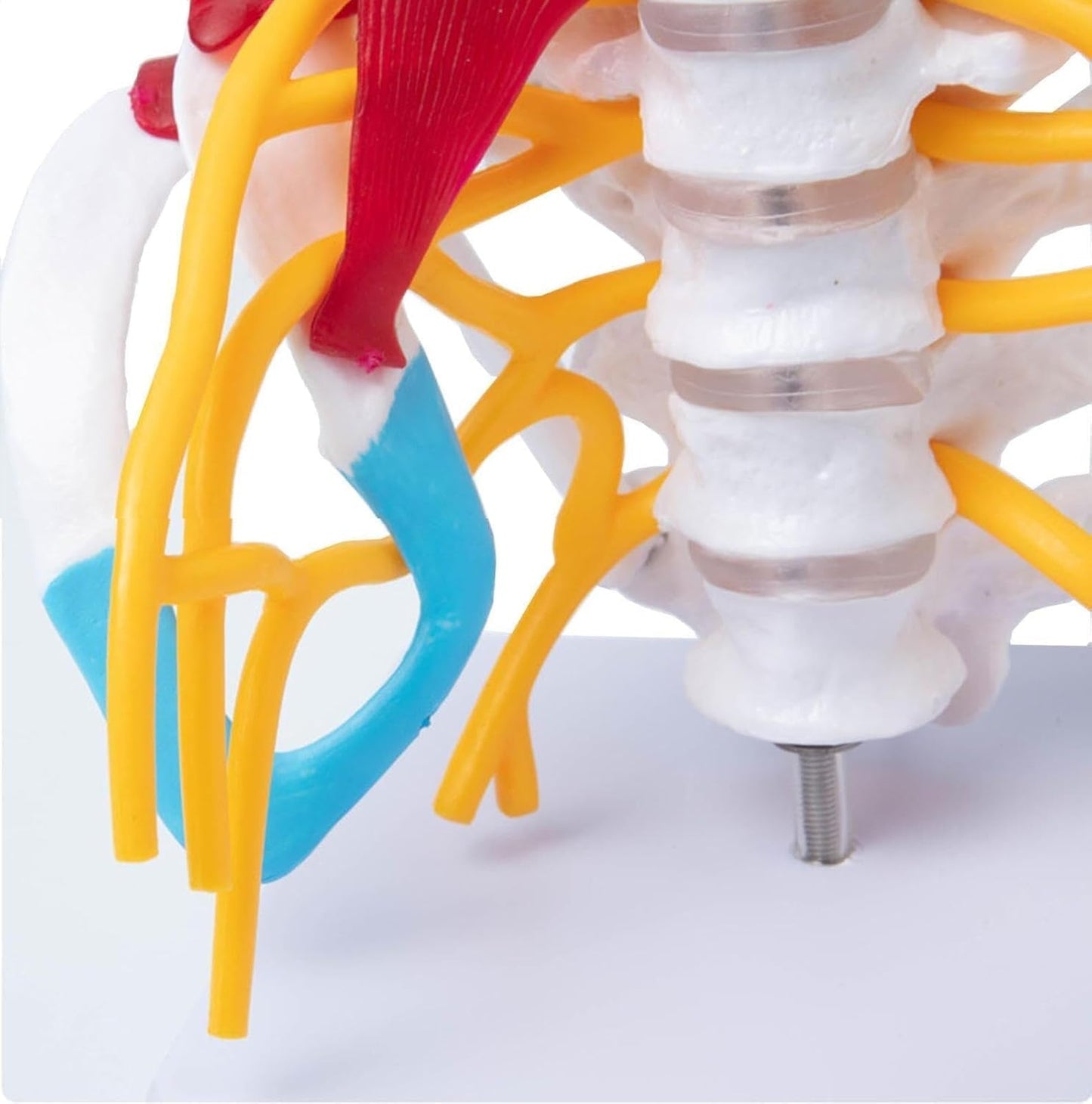 Cervical Spine with Occipital Bone, Nerves, and Muscles Anatomy Model
