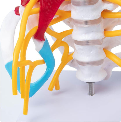 Cervical Spine with Occipital Bone, Nerves, and Muscles Anatomy Model