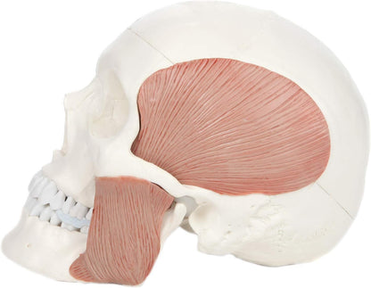 3-Part Human Skull Model with Masticatory Muscles, Life Size Anatomical Skull Cast from Real Human Bones Shows Range of Motion of Jaw, Made by LABZIO