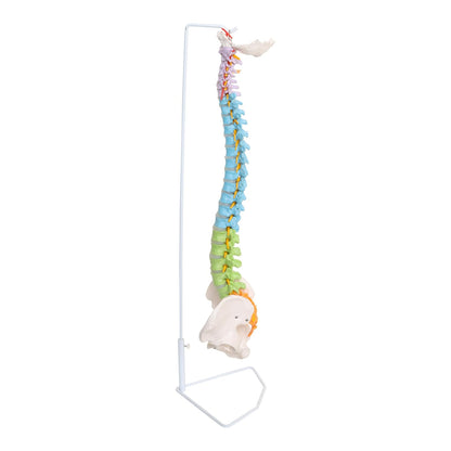 Life Size Flexible Male Spinal Column 3-part colored