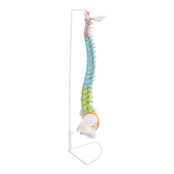 Labzio - 3D Life Size Flexible Male Spinal Column 3-part colored,Spinal Nerves,Occipital Plate,Anatomical Model,Perfect for Orthopaedics,Doctors,Therapists,Medical Students with 85 cm stand