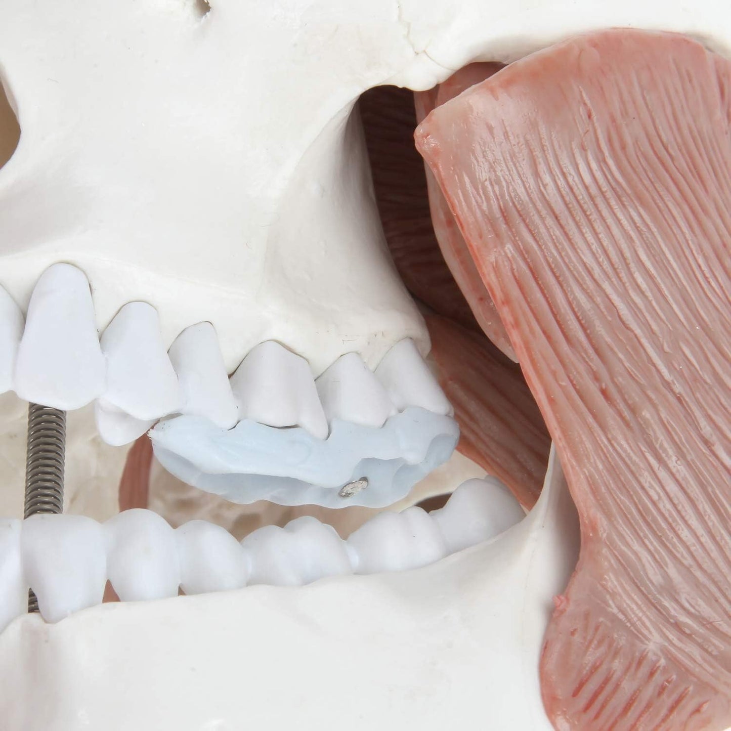 3-Part Human Skull Model with Masticatory Muscles, Life Size Anatomical Skull Cast from Real Human Bones Shows Range of Motion of Jaw, Made by LABZIO