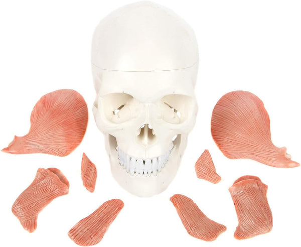 3-Part Human Skull Model with Masticatory Muscles, Life Size Anatomical Skull Cast from Real Human Bones Shows Range of Motion of Jaw, Made by LABZIO