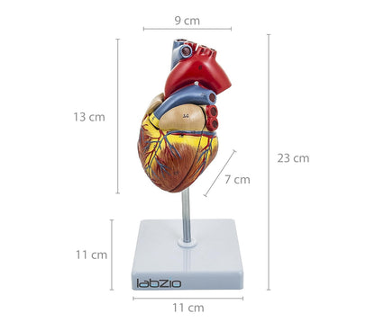 LABZIO Deluxe Human Heart Anatomical Model –2-Part Medical Heart Model with 4 Chambers, Valves & Arteries | Life-Size Heart for Student Studies, Science Lab, Doctor Demonstrations & Medical Training
