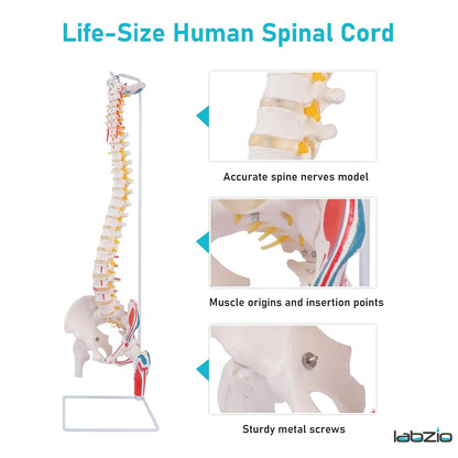 Labzio Life size Flexible Spinal Column with Femur Heads, Spinal Nerves, Painted Muscles, Occipital Plate for Educational Institutions, with iron base for better stability, 85 cm