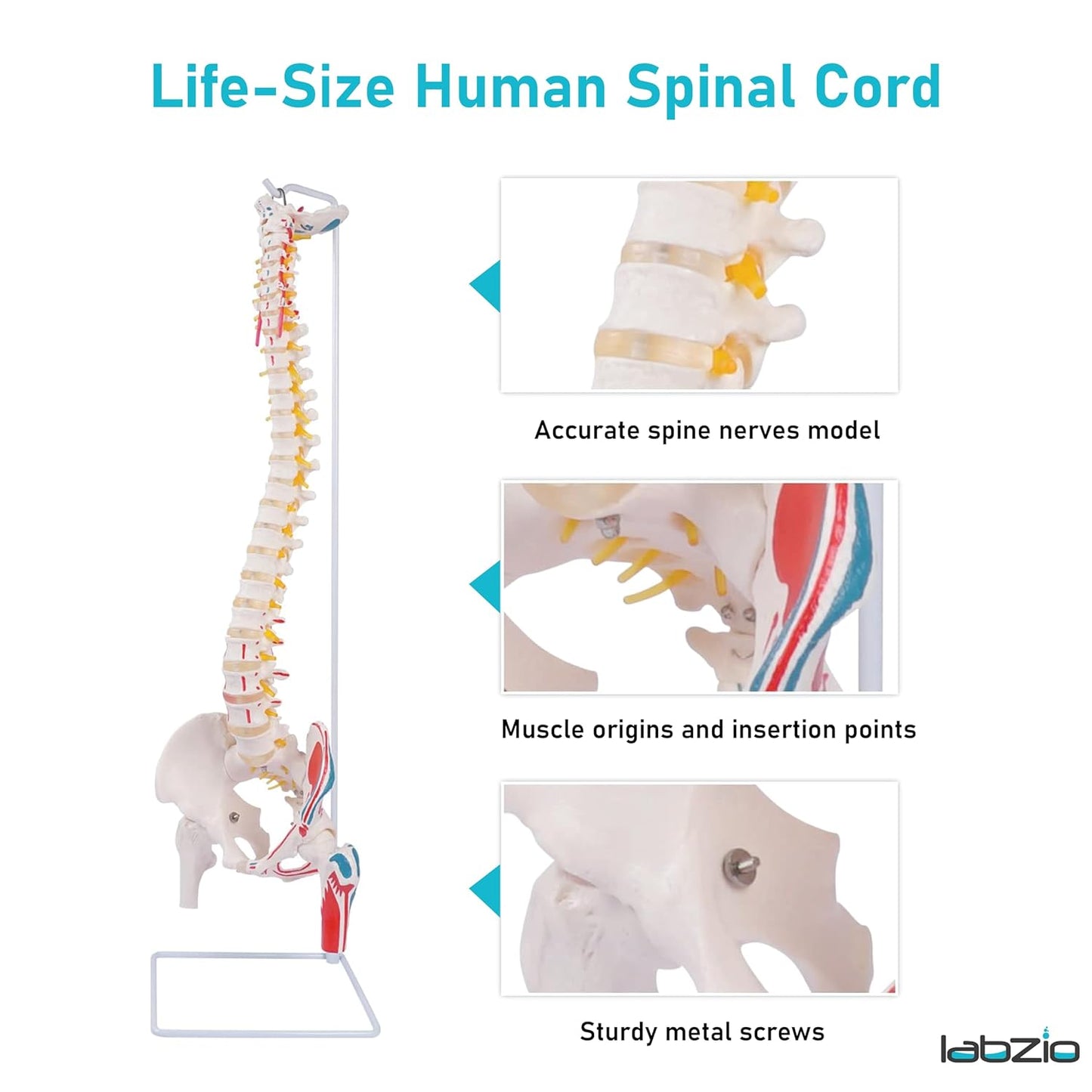 Labzio Life size Flexible Spinal Column with Femur Heads, Spinal Nerves, Painted Muscles, Occipital Plate for Educational Institutions, with iron base for better stability, 85 cm