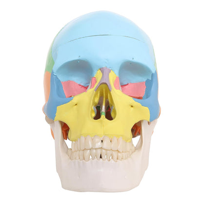 Labzio - Colored Human Skull Model, Medical Quality - 3 Parts, 14 bones with detailed card key