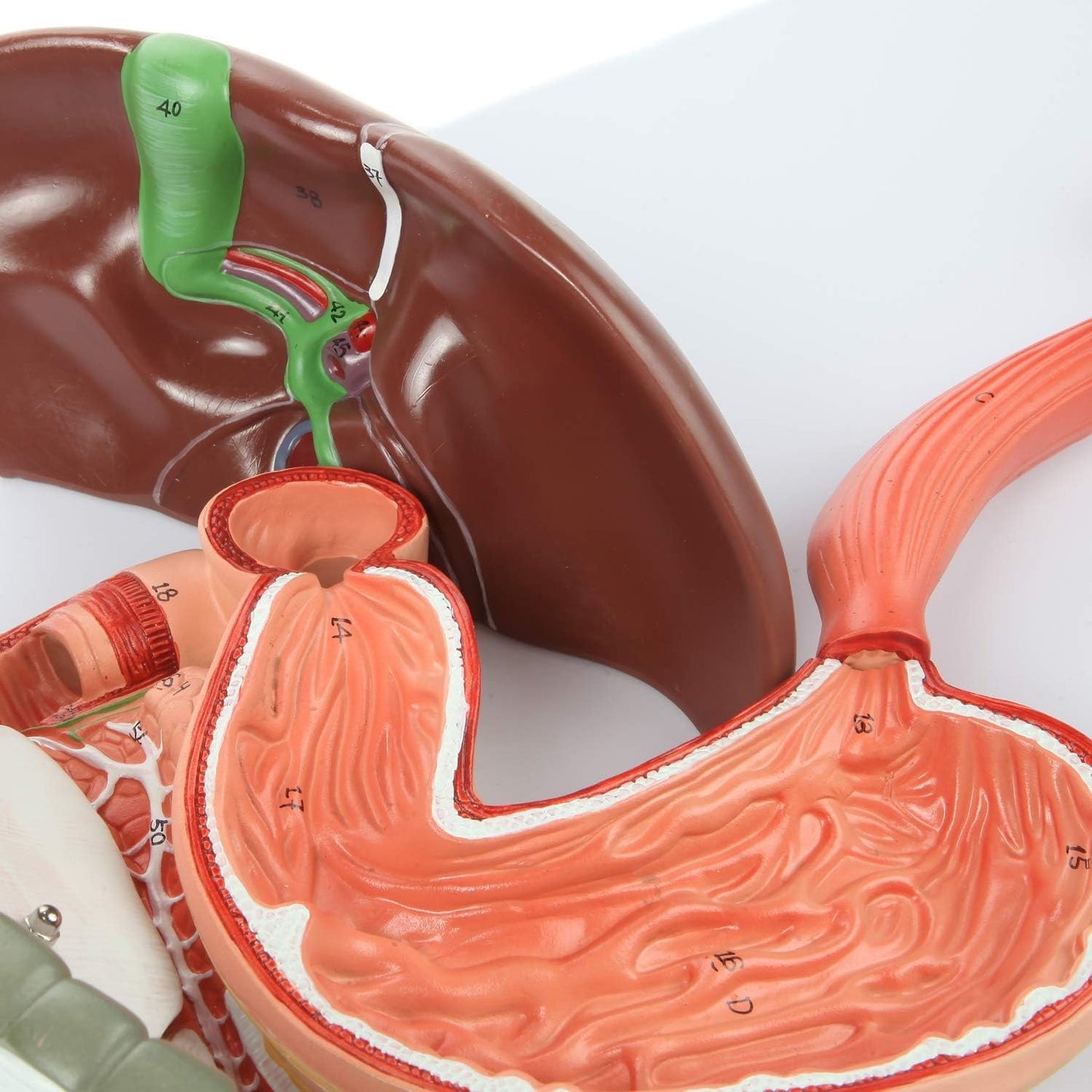 Labzio - Human Digestive System Anatomical Model, 2 Part Half Life Size Human Digestive System Anatomical Model with GI-Tract and Colon Organs for Medical Learning Research Education Display