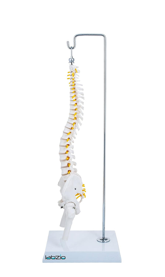 Labzio -Spine Model Miniature Flexible Spinal Vertebral Column with Spinal Nerves and Femur Heads, Medical Anatomical Model, Perfect for Doctors, Medical Students and Institutions, 45 cm (18 inch)