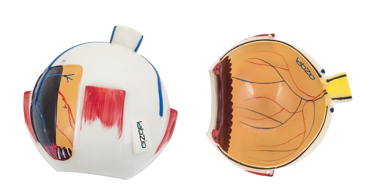 Labzio - Premium Human Eye Model Enlarged 5 Times with Dissectible Eye Ball 7 Parts Anatomical Model with Detailed Key Card
