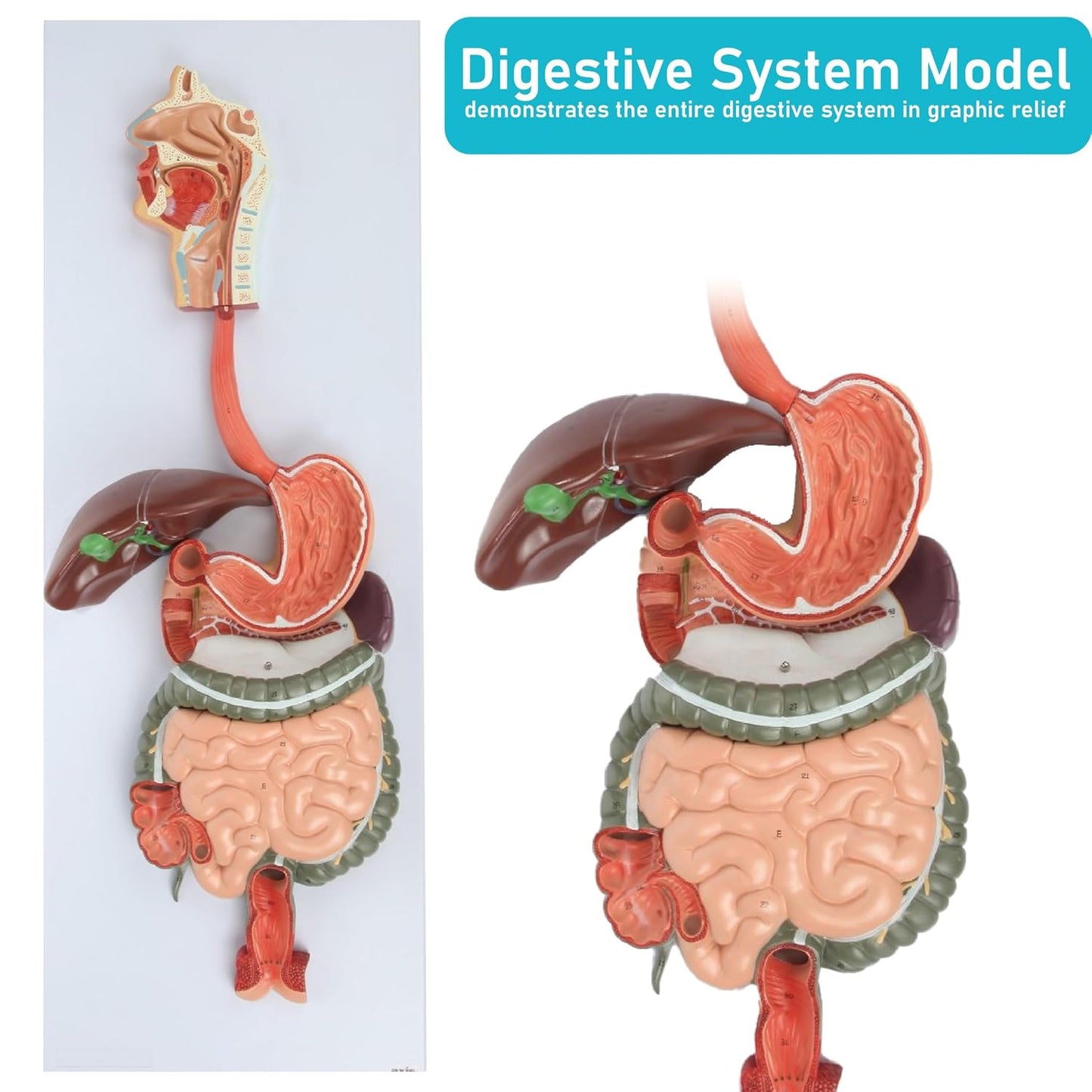 Labzio - Human Digestive System Anatomical Model, 2 Part Half Life Size Human Digestive System Anatomical Model with GI-Tract and Colon Organs for Medical Learning Research Education Display