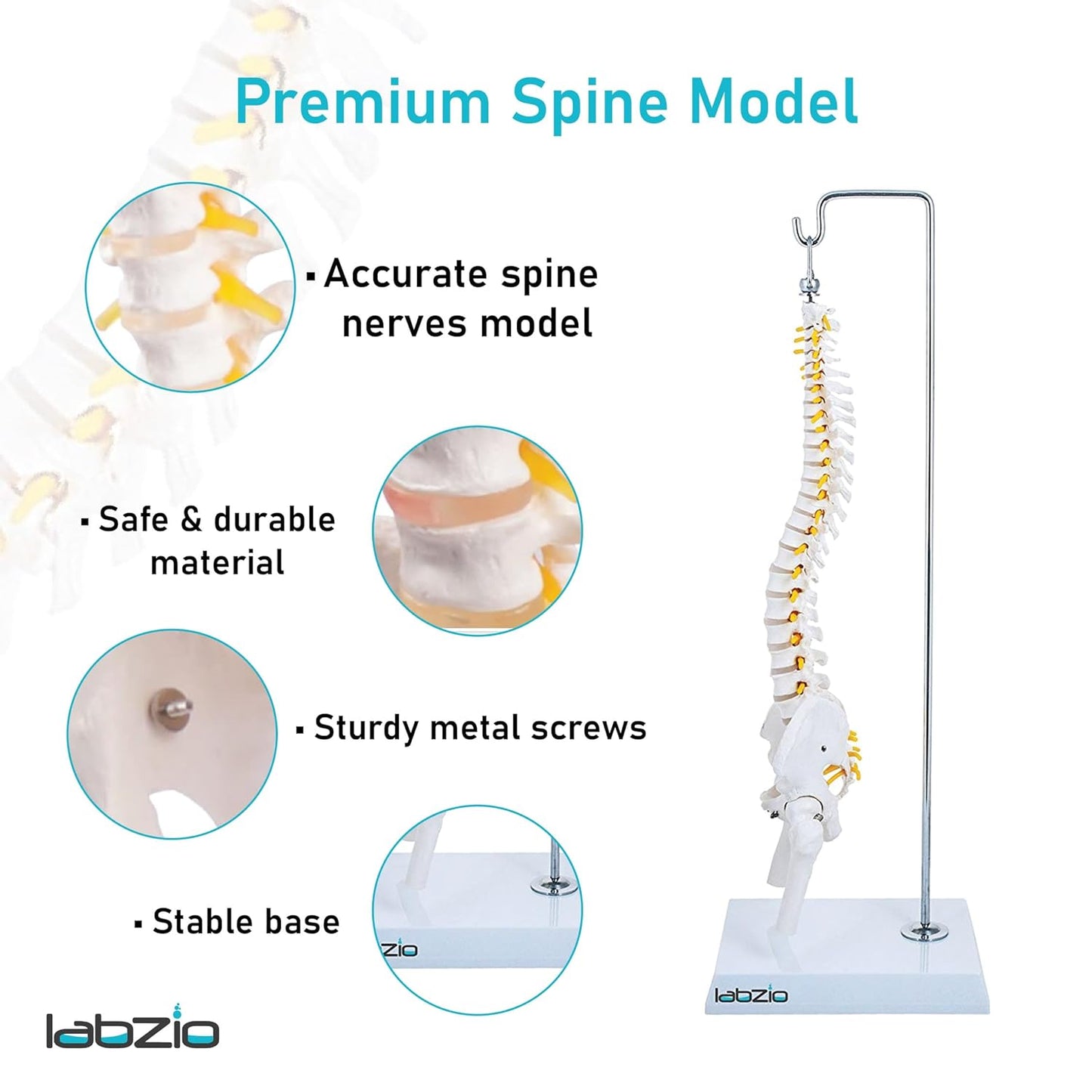 Labzio -Spine Model Miniature Flexible Spinal Vertebral Column with Spinal Nerves and Femur Heads, Medical Anatomical Model, Perfect for Doctors, Medical Students and Institutions, 45 cm (18 inch)