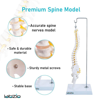 Labzio -Spine Model Miniature Flexible Spinal Vertebral Column with Spinal Nerves and Femur Heads, Medical Anatomical Model, Perfect for Doctors, Medical Students and Institutions, 45 cm (18 inch)