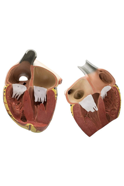 Labzio Premium Human Heart Model – Enlarged 3X, Hand-Painted Anatomical Replica with Detailed Key Card for Medical Education and Study