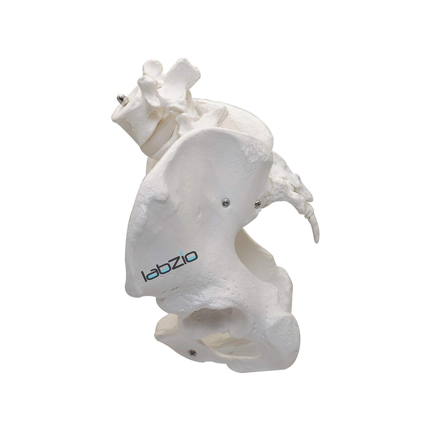 LABZIO Premium Female Pelvis Skeleton Model | Life-Size Anatomical Pelvic Bone Structure for Medical Study, Teaching, Chiropractic & Gynecology Education | Ideal for Students & Professionals