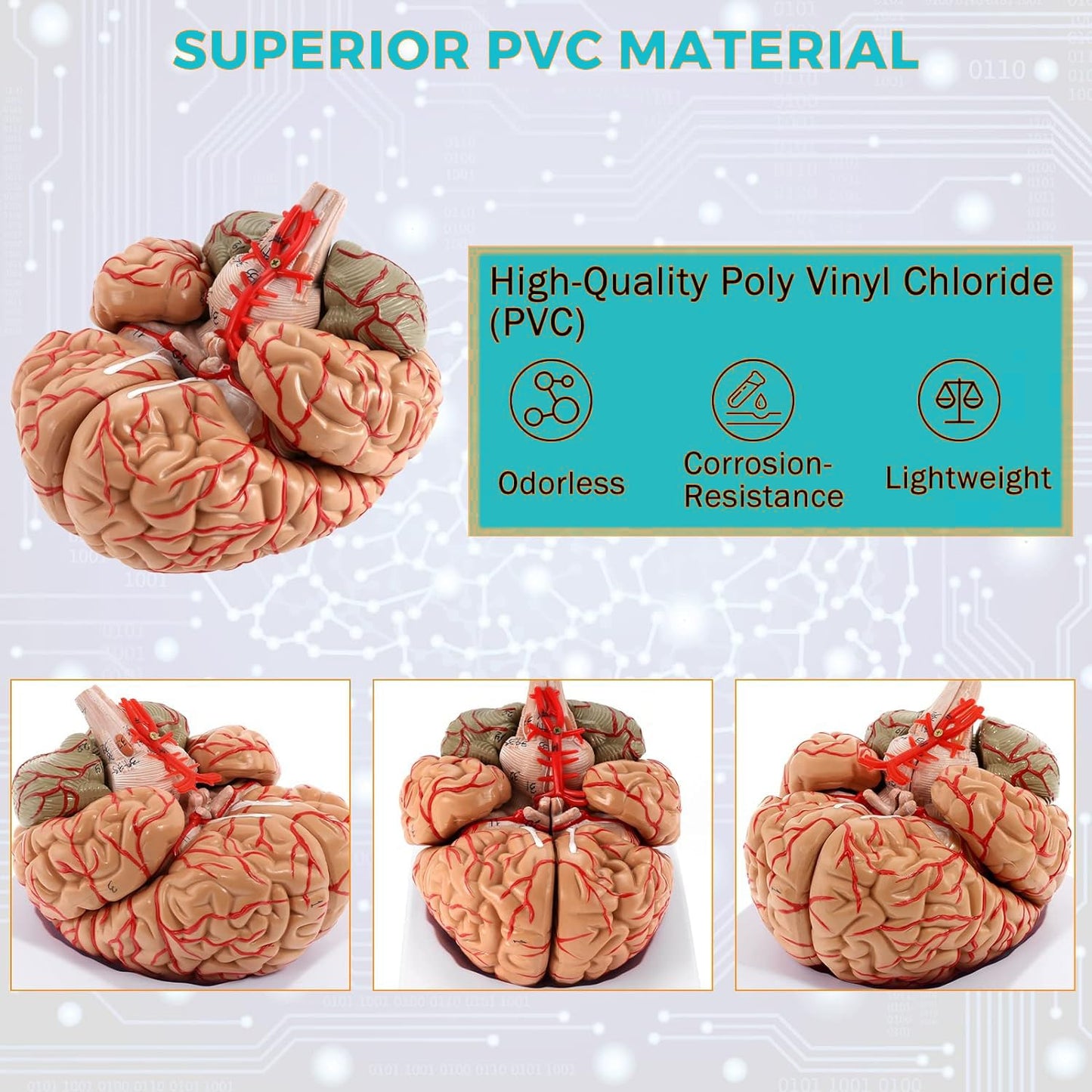 Premium Human Brain Model Life Size Shows Arteries and Dissects Into 8 Parts Anatomical Model with Detailed Key Card