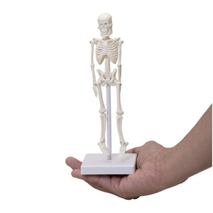 Micro skeleton model , 21cm height ,anatomical learning skeleton for students- easy to carry, pack of 1