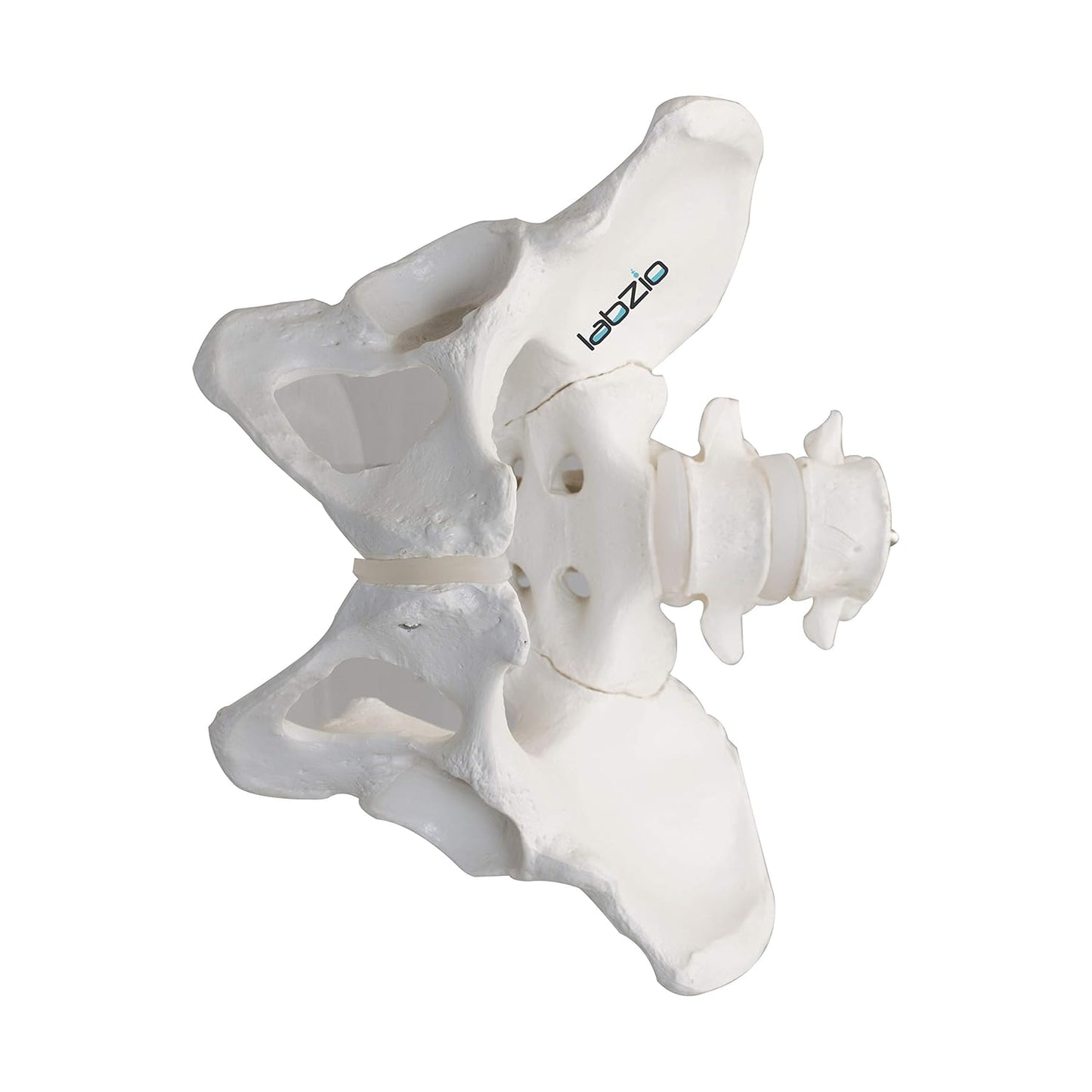 LABZIO Premium Female Pelvis Skeleton Model | Life-Size Anatomical Pelvic Bone Structure for Medical Study, Teaching, Chiropractic & Gynecology Education | Ideal for Students & Professionals