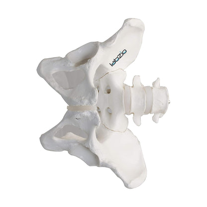 LABZIO Premium Female Pelvis Skeleton Model | Life-Size Anatomical Pelvic Bone Structure for Medical Study, Teaching, Chiropractic & Gynecology Education | Ideal for Students & Professionals