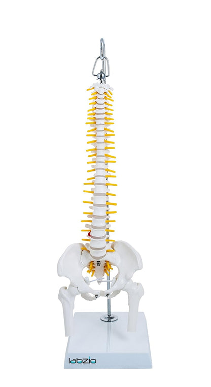Labzio -Spine Model Miniature Flexible Spinal Vertebral Column with Spinal Nerves and Femur Heads, Medical Anatomical Model, Perfect for Doctors, Medical Students and Institutions, 45 cm (18 inch)