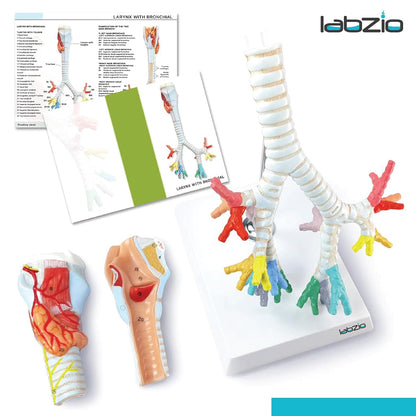 Larynx model with Bronchial tree,3 parts,natural size , with coloured deatiled key card