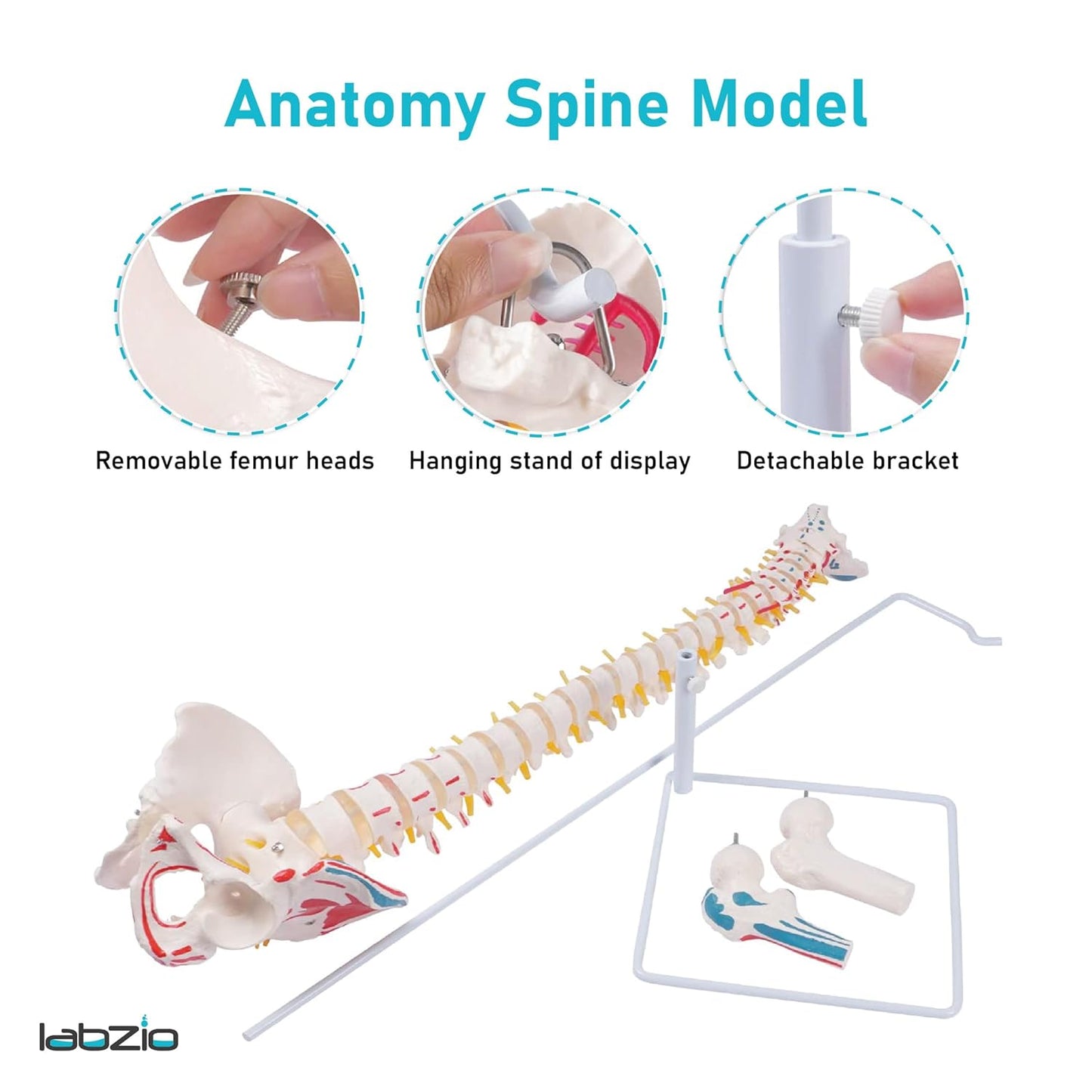 Labzio Life size Flexible Spinal Column with Femur Heads, Spinal Nerves, Painted Muscles, Occipital Plate for Educational Institutions, with iron base for better stability, 85 cm