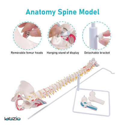 Labzio Life size Flexible Spinal Column with Femur Heads, Spinal Nerves, Painted Muscles, Occipital Plate for Educational Institutions, with iron base for better stability, 85 cm