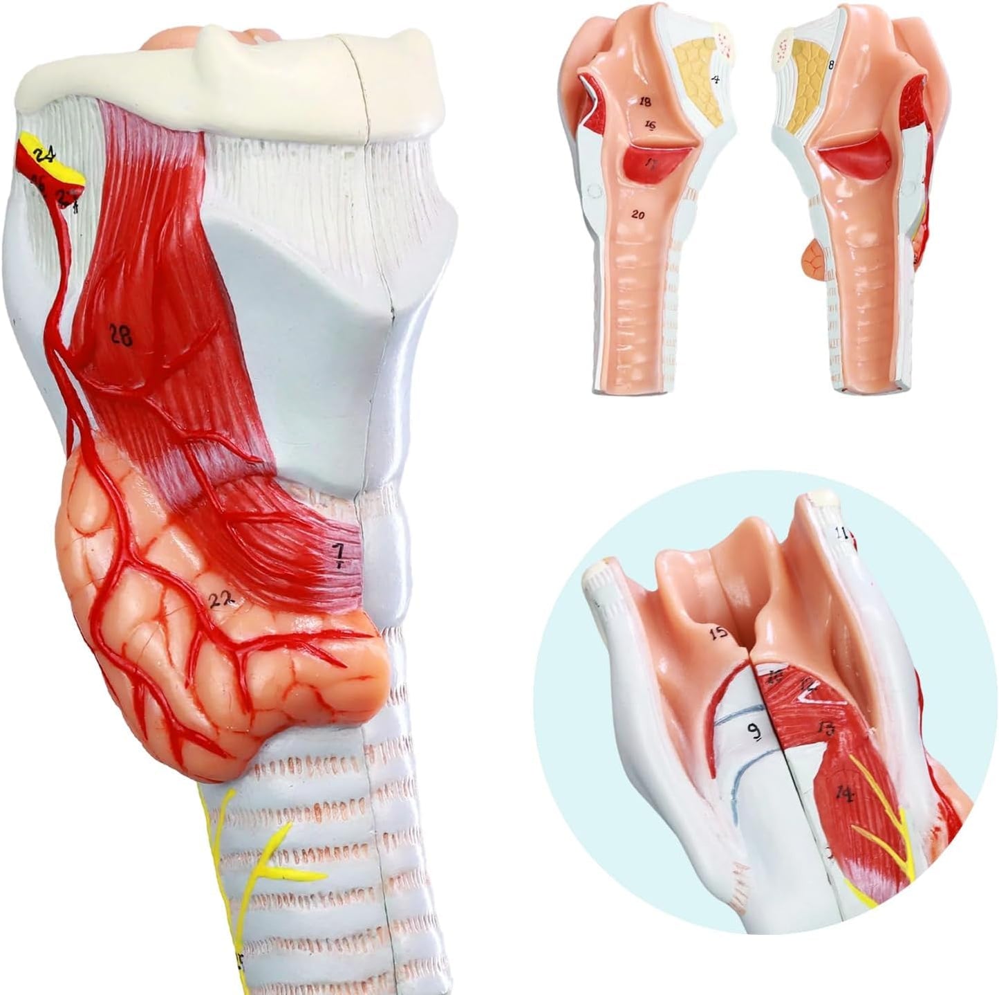Larynx model with Bronchial tree,3 parts,natural size , with coloured deatiled key card