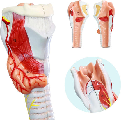 Larynx model with Bronchial tree,3 parts,natural size , with coloured deatiled key card