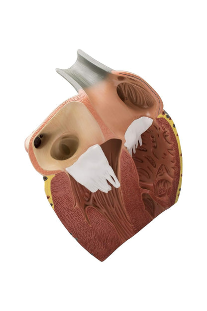 Labzio Premium Human Heart Model – Enlarged 3X, Hand-Painted Anatomical Replica with Detailed Key Card for Medical Education and Study