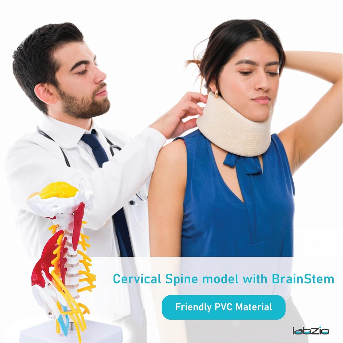 Cervical Spine with Occipital Bone, Nerves, and Muscles Anatomy Model
