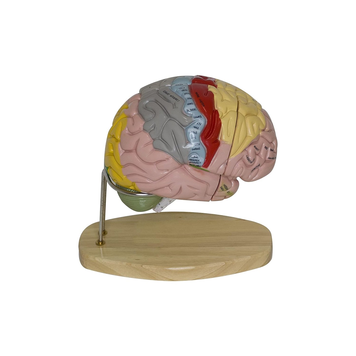 Labzio - Deluxe Human Brain Model - 4 Parts, Color-Coded,1.5 times enlarged