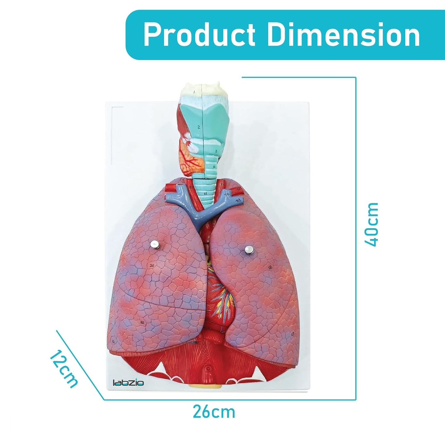Labzio - Human Lung and Respiratory System Model, Life Size, 7 Removable parts including 2 parts Heart and detachable Larynx, detailed key card included