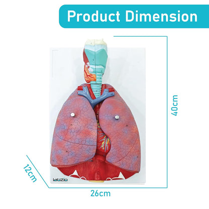 Labzio - Human Lung and Respiratory System Model, Life Size, 7 Removable parts including 2 parts Heart and detachable Larynx, detailed key card included