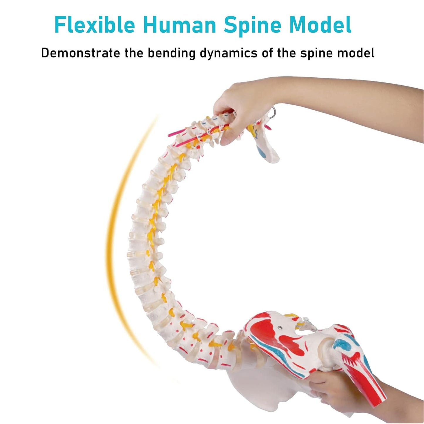 Labzio Life size Flexible Spinal Column with Femur Heads, Spinal Nerves, Painted Muscles, Occipital Plate for Educational Institutions, with iron base for better stability, 85 cm