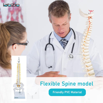 Labzio -Spine Model Miniature Flexible Spinal Vertebral Column with Spinal Nerves and Femur Heads, Medical Anatomical Model, Perfect for Doctors, Medical Students and Institutions, 45 cm (18 inch)