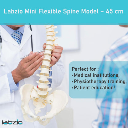 Labzio -Spine Model Miniature Flexible Spinal Vertebral Column with Spinal Nerves and Femur Heads, Medical Anatomical Model, Perfect for Doctors, Medical Students and Institutions, 45 cm (18 inch)