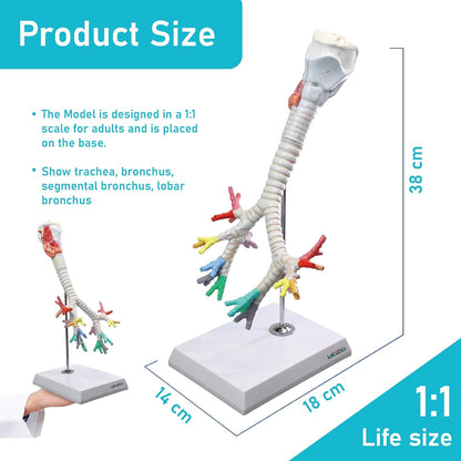 Larynx model with Bronchial tree,3 parts,natural size , with coloured deatiled key card
