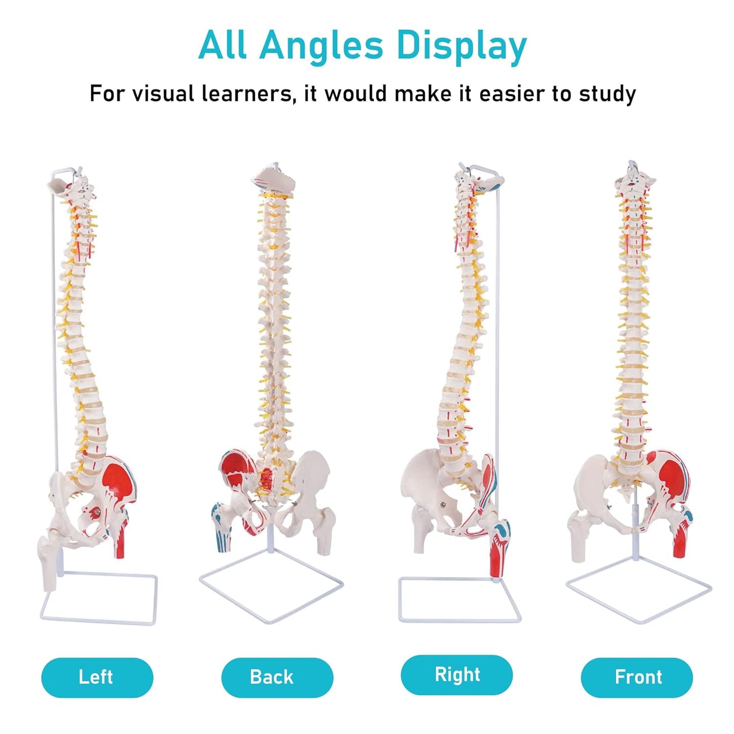 Labzio Life size Flexible Spinal Column with Femur Heads, Spinal Nerves, Painted Muscles, Occipital Plate for Educational Institutions, with iron base for better stability, 85 cm