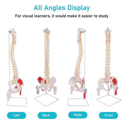 Labzio Life size Flexible Spinal Column with Femur Heads, Spinal Nerves, Painted Muscles, Occipital Plate for Educational Institutions, with iron base for better stability, 85 cm